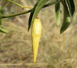 Vincetoxicum hirundinaria
