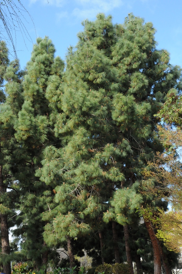 Изображение особи Pinus canariensis.