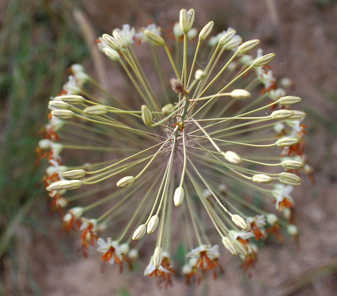 Image of Eremurus soogdianus specimen.