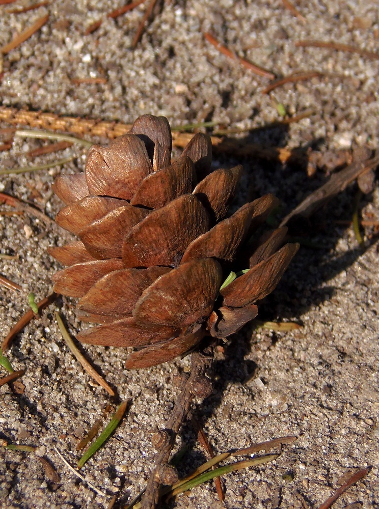 Image of genus Larix specimen.