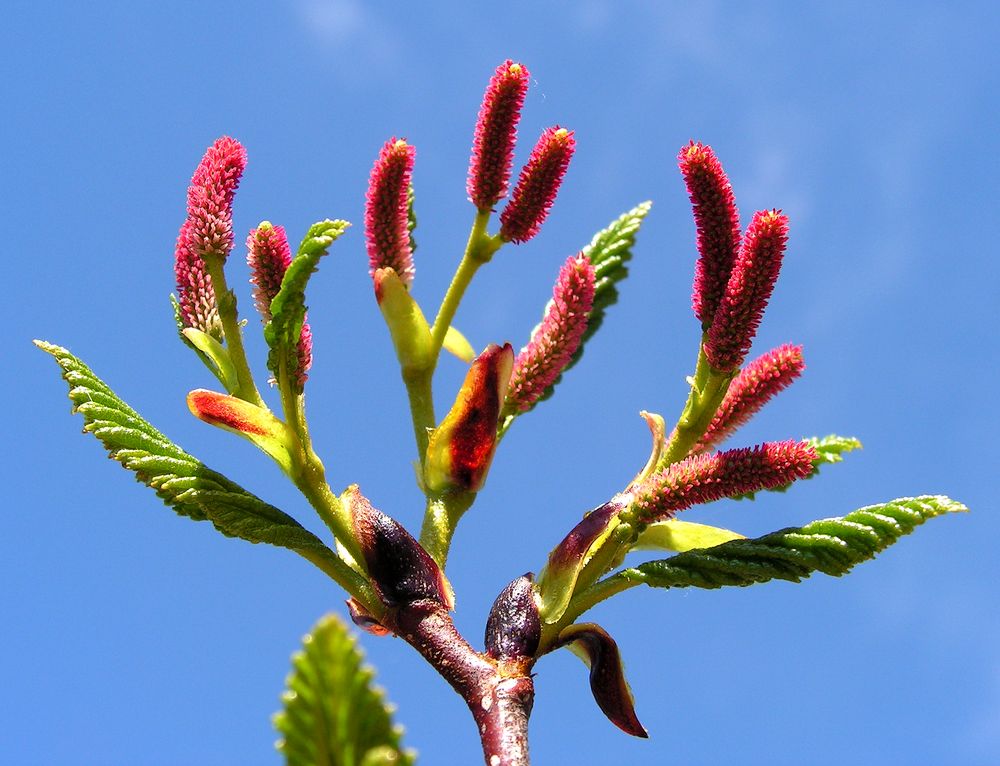 Изображение особи Duschekia fruticosa.