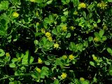 Trifolium dubium. Цветущие растения у обочины дороги. Нидерланды, провинция Гронинген. Май 2007 г.