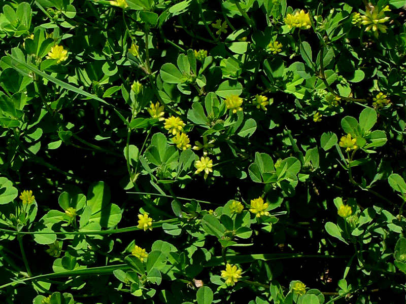 Image of Trifolium dubium specimen.