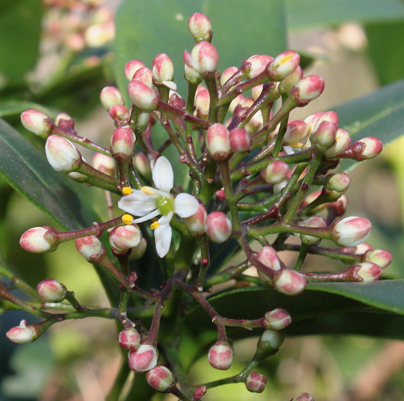 Image of Skimmia reevesiana specimen.