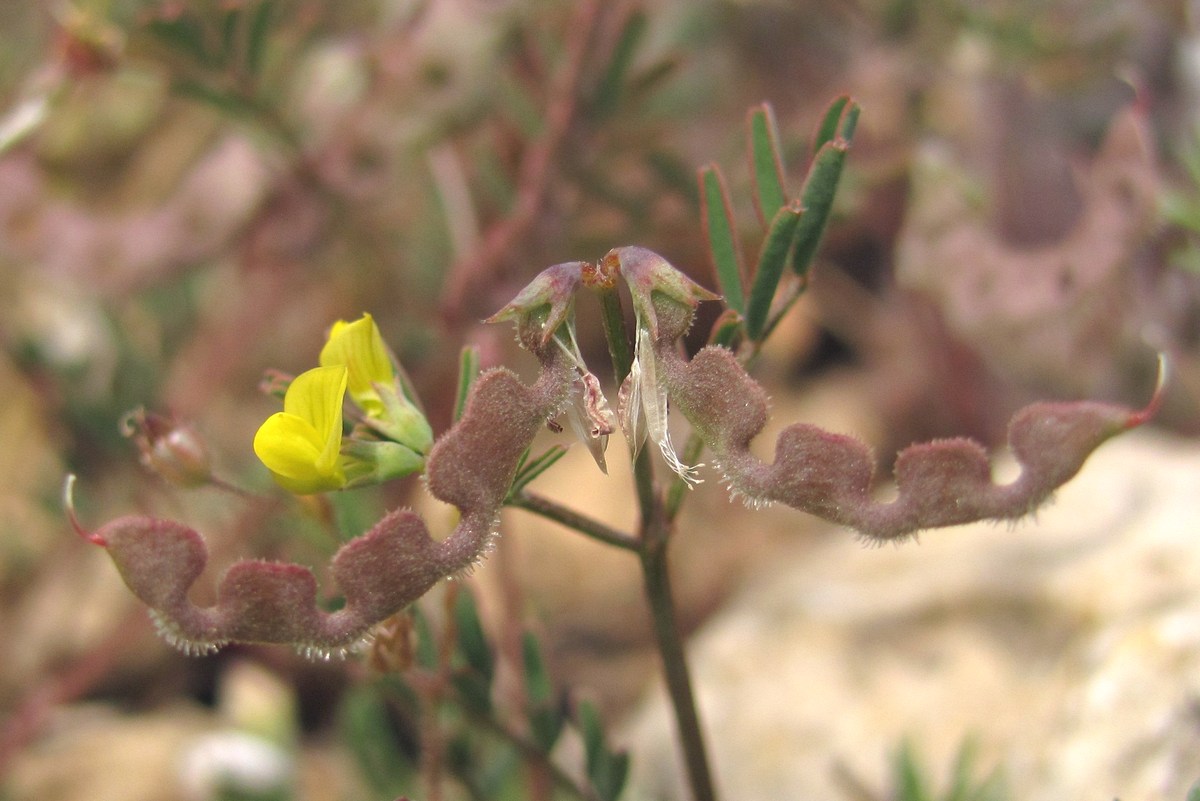 Изображение особи Hippocrepis ciliata.