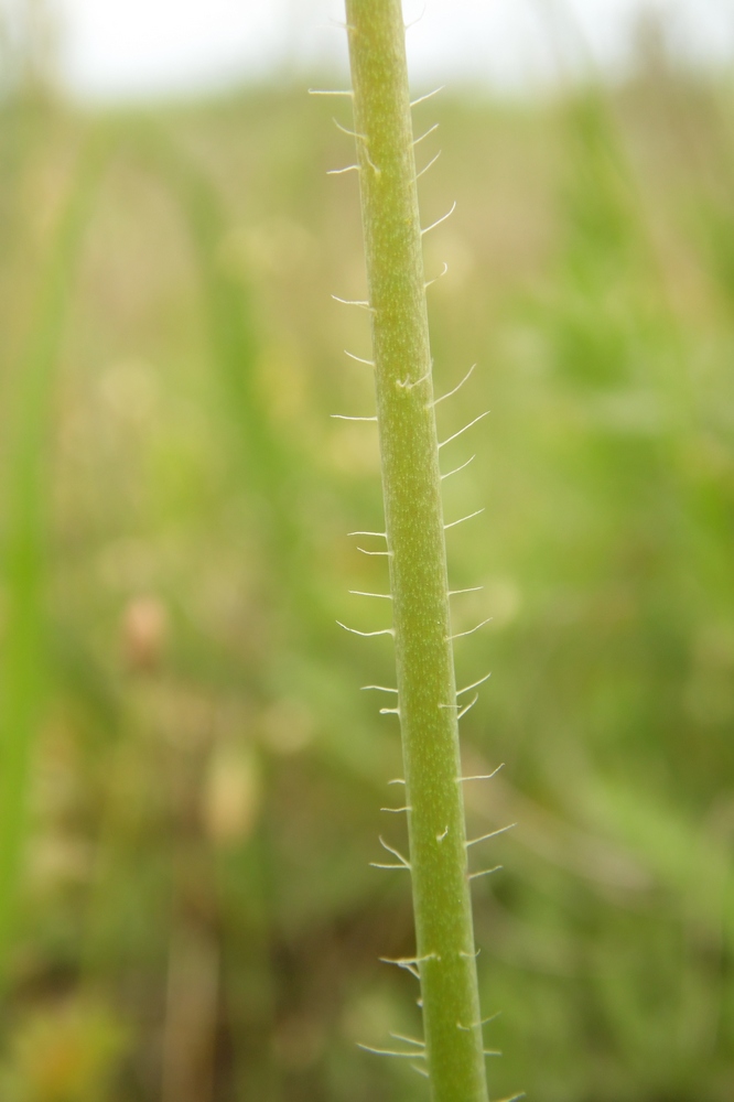 Image of Papaver laevigatum specimen.