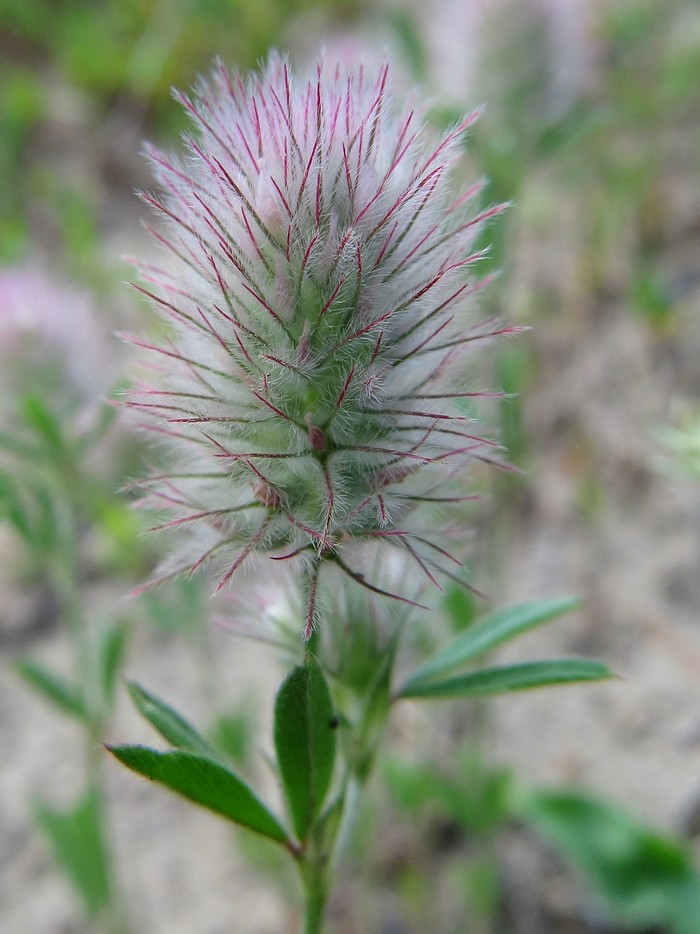 Image of Trifolium arvense specimen.