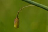 Asparagus officinalis. Цветок. Молдова, Кишинев, Ботанический сад АН Молдовы. 19.05.2014.
