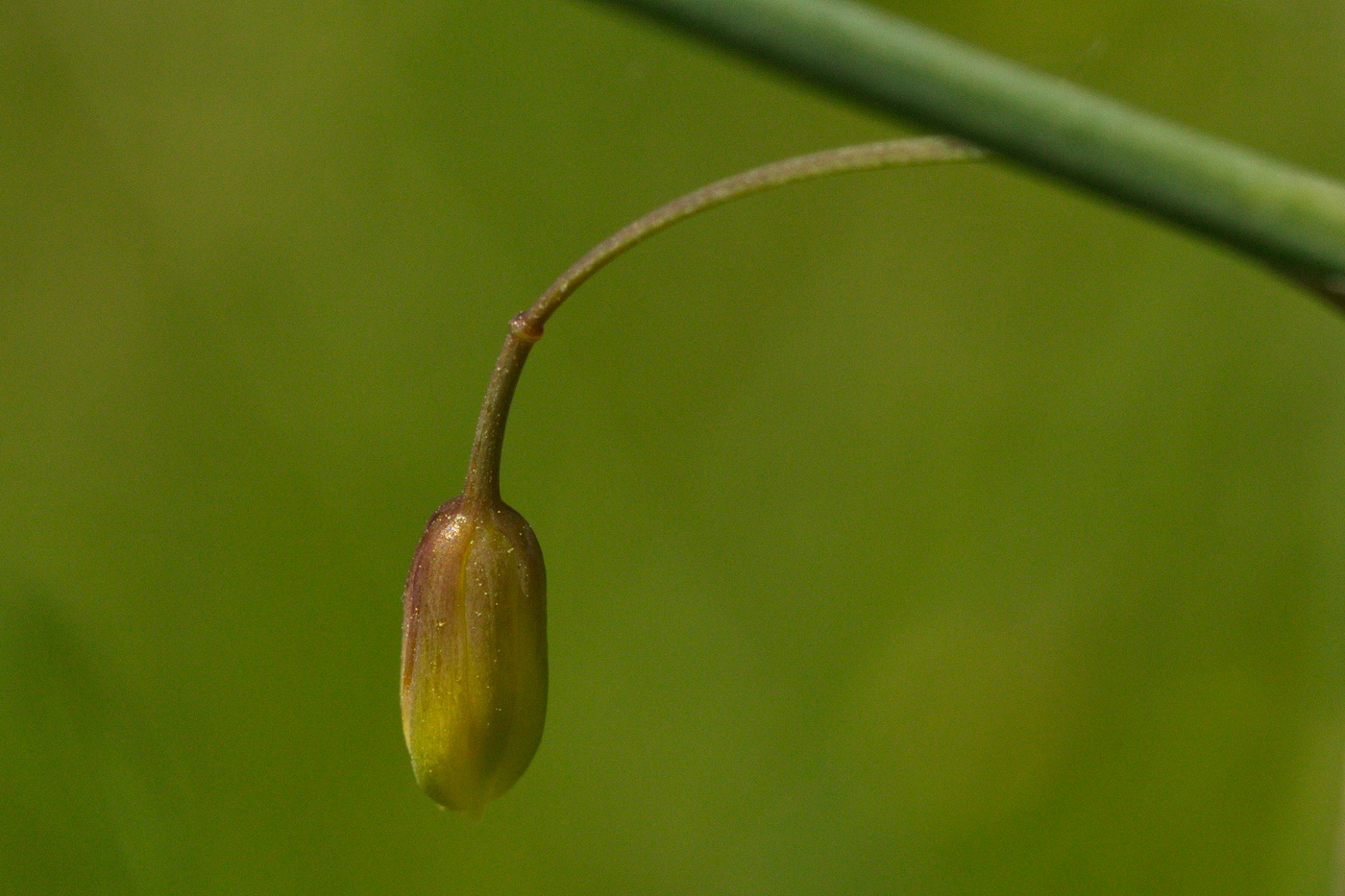 Изображение особи Asparagus officinalis.