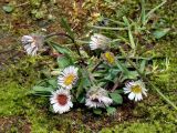 Erigeron eriocalyx. Цветущее растение (высота около 10 см, диаметр корзинки около 2,5-3 см). Алтай, зона тундры на высотах ок. 2000-2100 м н.у.м. Июль 2008 г.