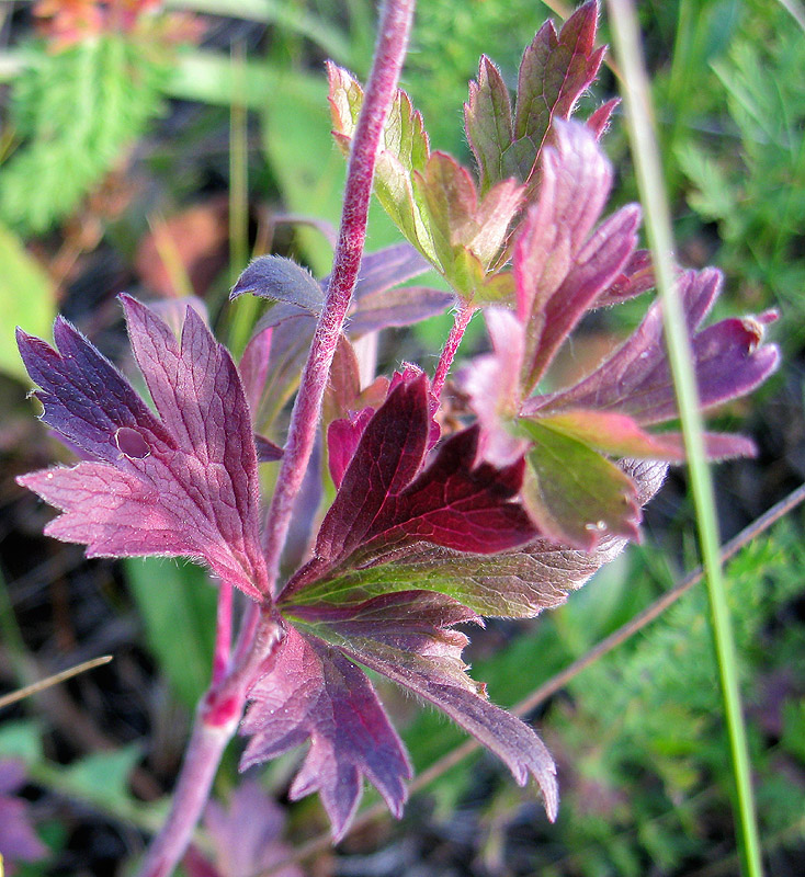 Изображение особи Anemone sylvestris.