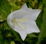 Campanula persicifolia. Цветок (белая форма). Германия, г. Дюссельдорф, Ботанический сад университета. 02.06.2014.