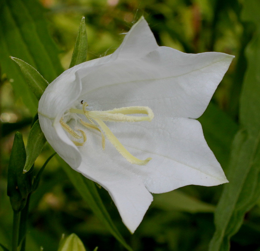 Изображение особи Campanula persicifolia.