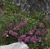 Centranthus ruber