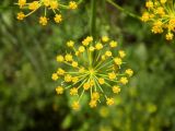 Anethum graveolens. Зонтичек. Украина, Луганская обл., г. Кировск, в культуре. 28.06.2014.