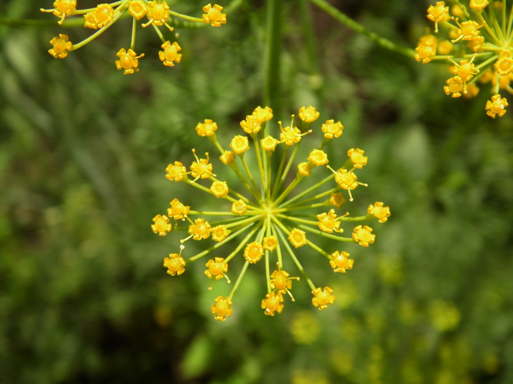 Изображение особи Anethum graveolens.