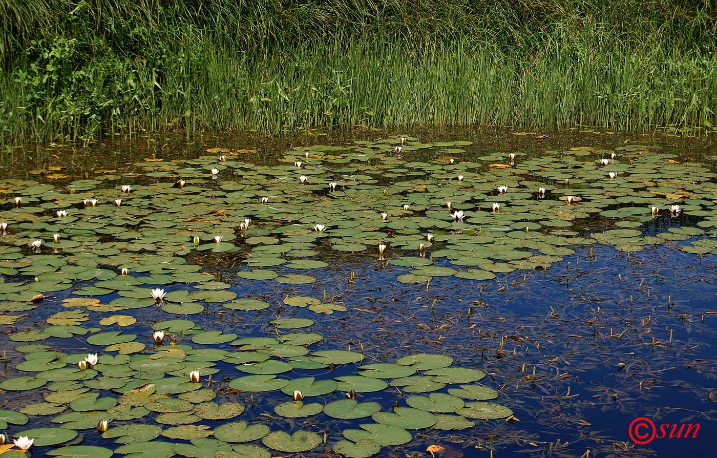 Image of Nymphaea alba specimen.