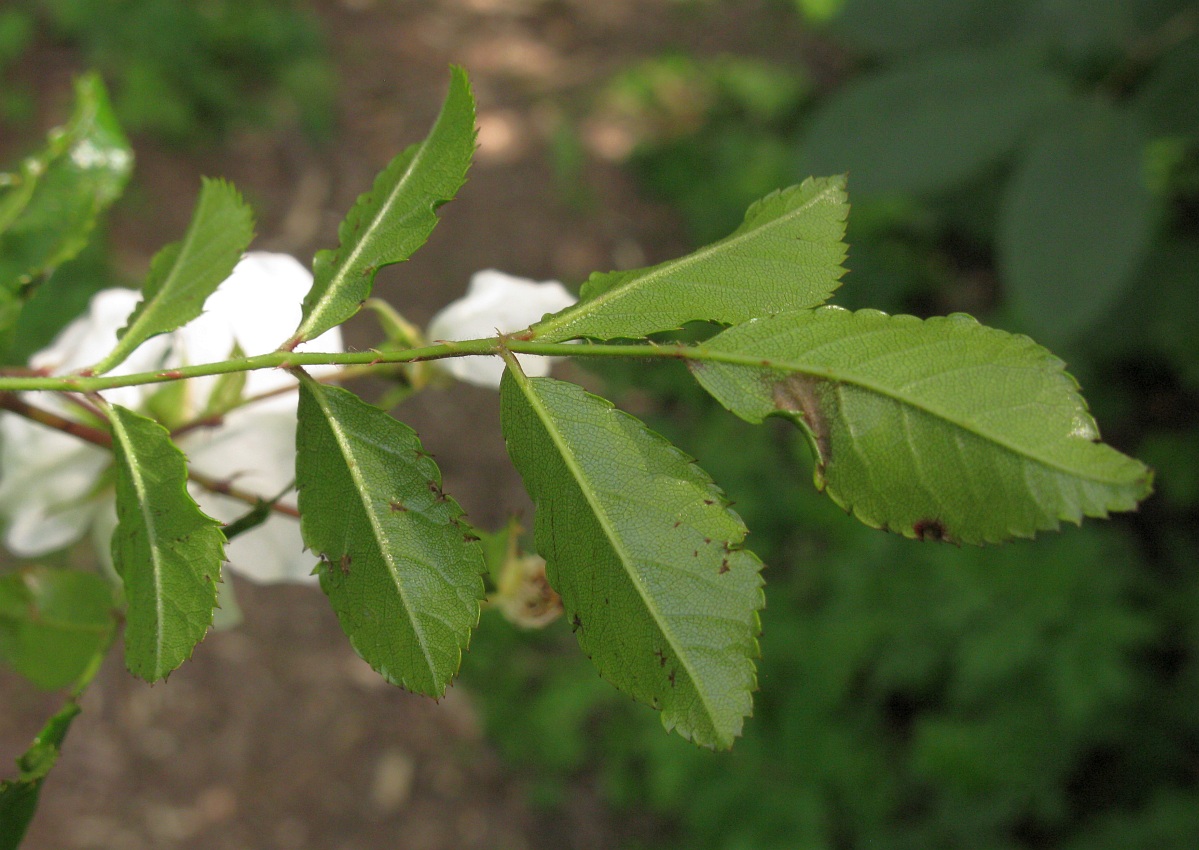 Image of Rosa maximowicziana specimen.