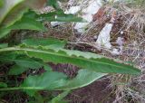 Rumex longifolius. Листья. Кольский п-ов, Восточный Мурман, Дальние Зеленцы, антропогенная насыпь. 16.07.2014.