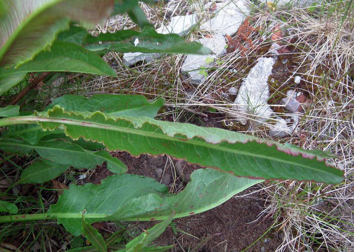 Image of Rumex longifolius specimen.