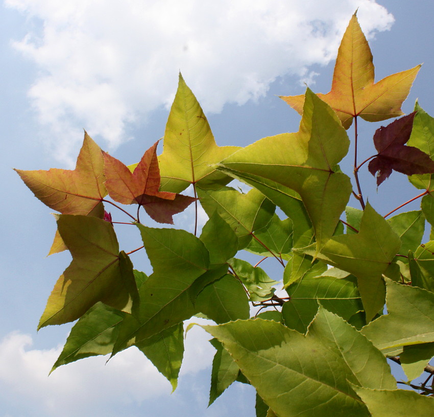 Image of Liquidambar formosana specimen.