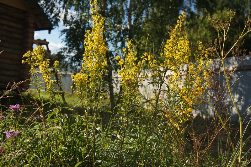 Image of Solidago virgaurea specimen.