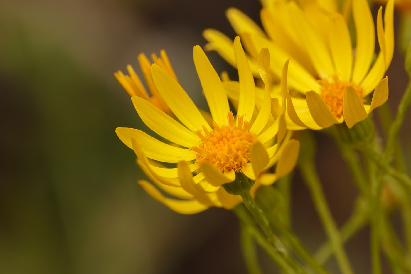 Image of genus Senecio specimen.