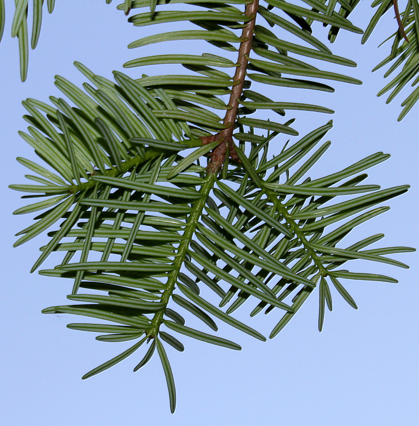 Image of Abies chensiensis specimen.