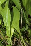 Plantago urvillei