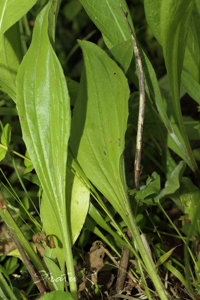 Изображение особи Plantago urvillei.