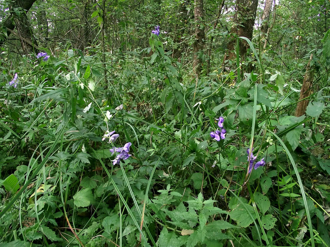 Image of Aconitum lasiocarpum ssp. kotulae specimen.