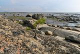genus Pinus. Вегетирующее угнетённое растение. Берег Белого моря, юго-зап. ч. Онежской губы, губа Смолениха, прибрежные скалы. Август 2014 г.