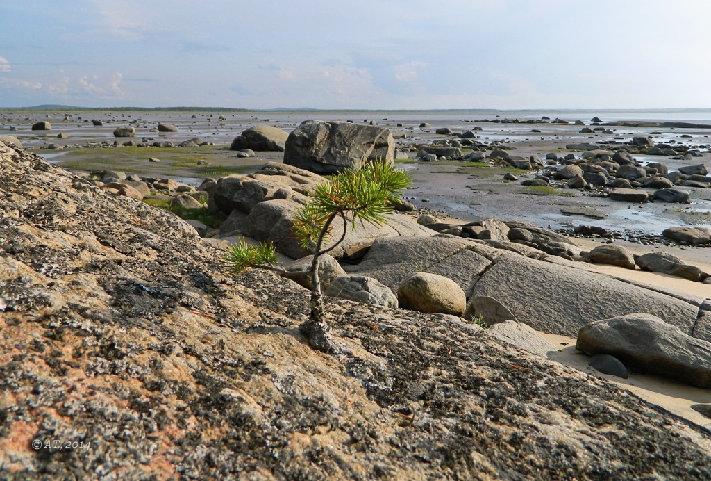 Image of genus Pinus specimen.