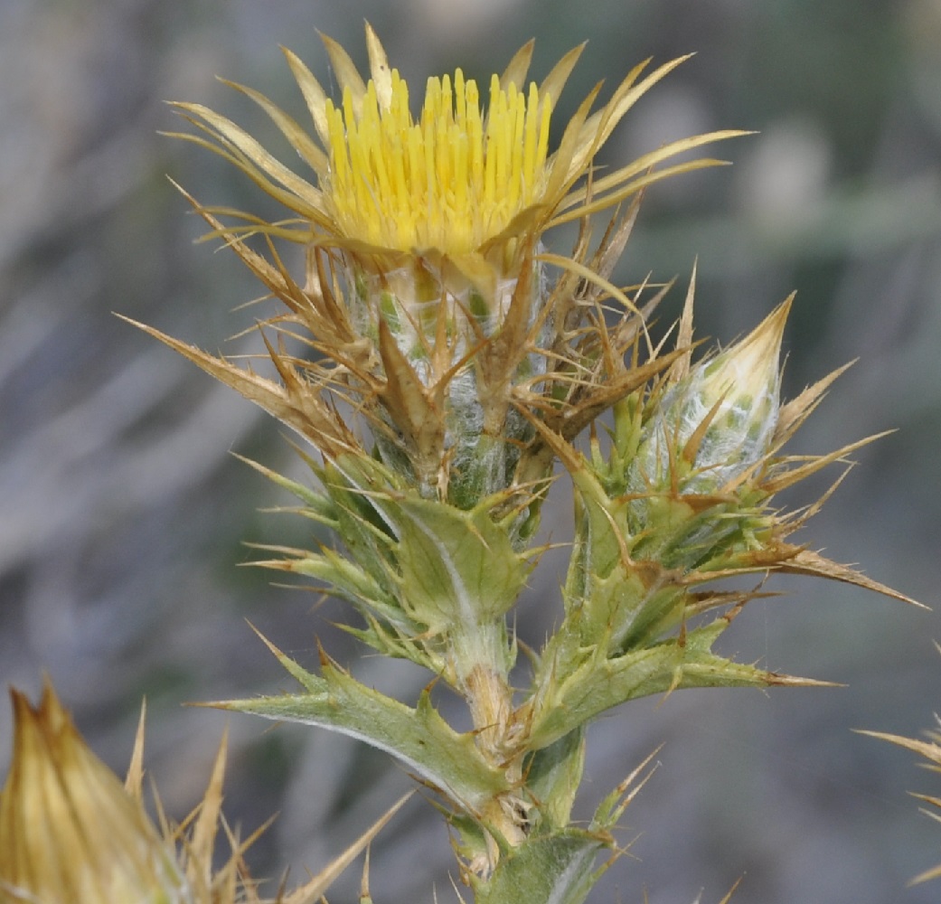 Image of Carlina corymbosa specimen.