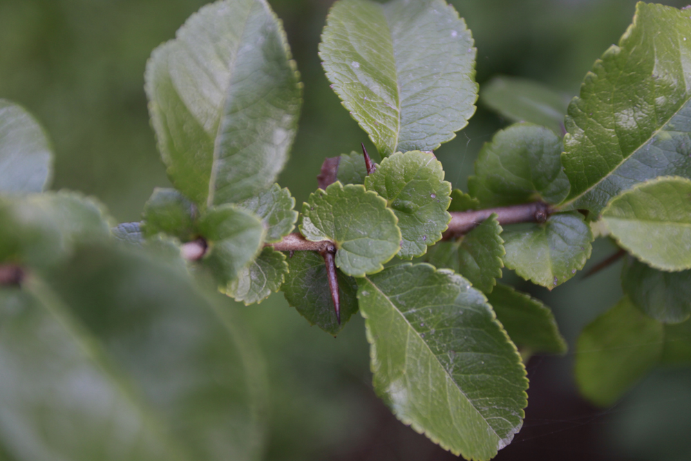 Image of Chaenomeles japonica specimen.