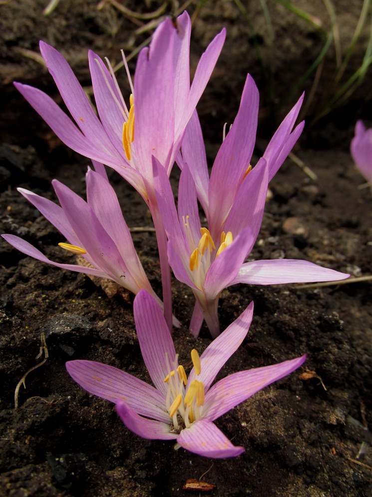 Image of Colchicum arenarium specimen.