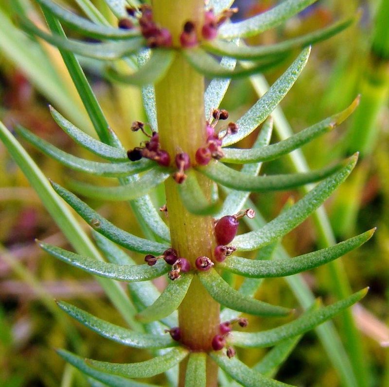 Image of Hippuris vulgaris specimen.