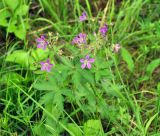 Geranium sylvaticum. Верхушка цветущего растения. Карелия, Ладожское озеро, остров Валаам. 21.06.2012.