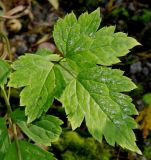 Actaea pachypoda. Верхние листочки сегмента сложного листа. Германия, г. Крефельд, Ботанический сад. 06.09.2014.