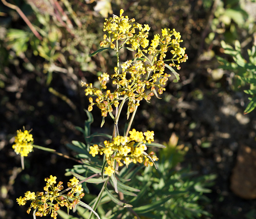 Изображение особи Patrinia rupestris.