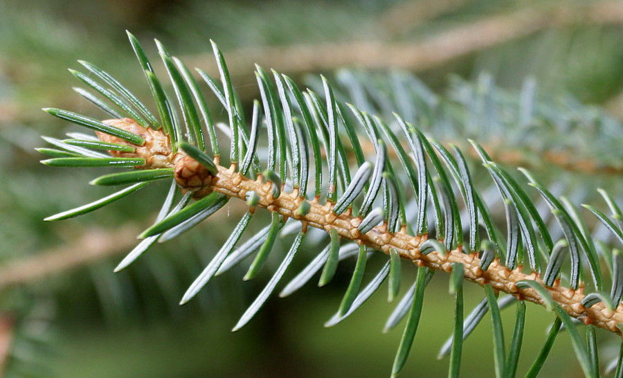 Изображение особи Picea sitchensis.