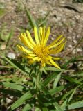 Inula ensifolia. Верхушка цветущего растения. Крым, Ялта, ущелье Уч-Кош. 05.08.2009.