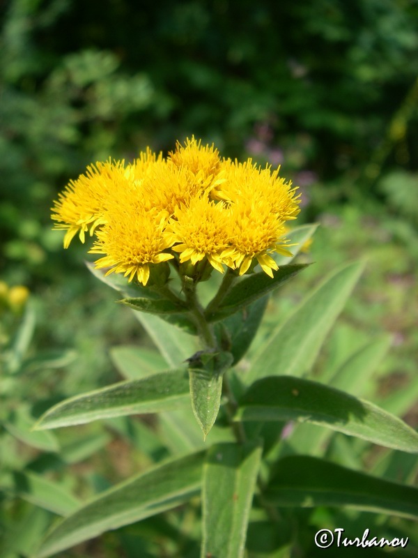 Image of Inula germanica specimen.