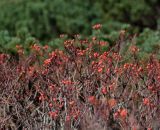 Sorbus sambucifolia. Безлистные ветви со зрелыми плодами. Камчатский край, Елизовский р-н, в подлеске по склону сопки Горячей. 20.08.2009.