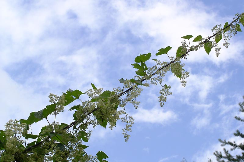 Изображение особи Humulus lupulus.