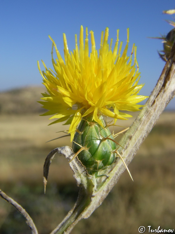 Изображение особи Centaurea adamii.