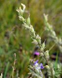 Oxytropis strobilacea. Побег с соплодием. Юг Красноярского края, окр. г. Минусинск. 16.08.2009.