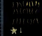 Tilia cordata
