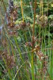 Juncus effusus