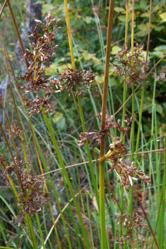 Image of Juncus effusus specimen.